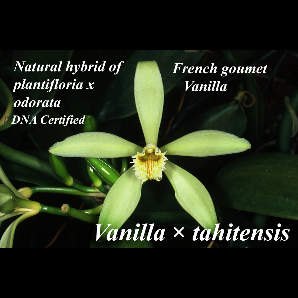 Vanilla × tahitensis